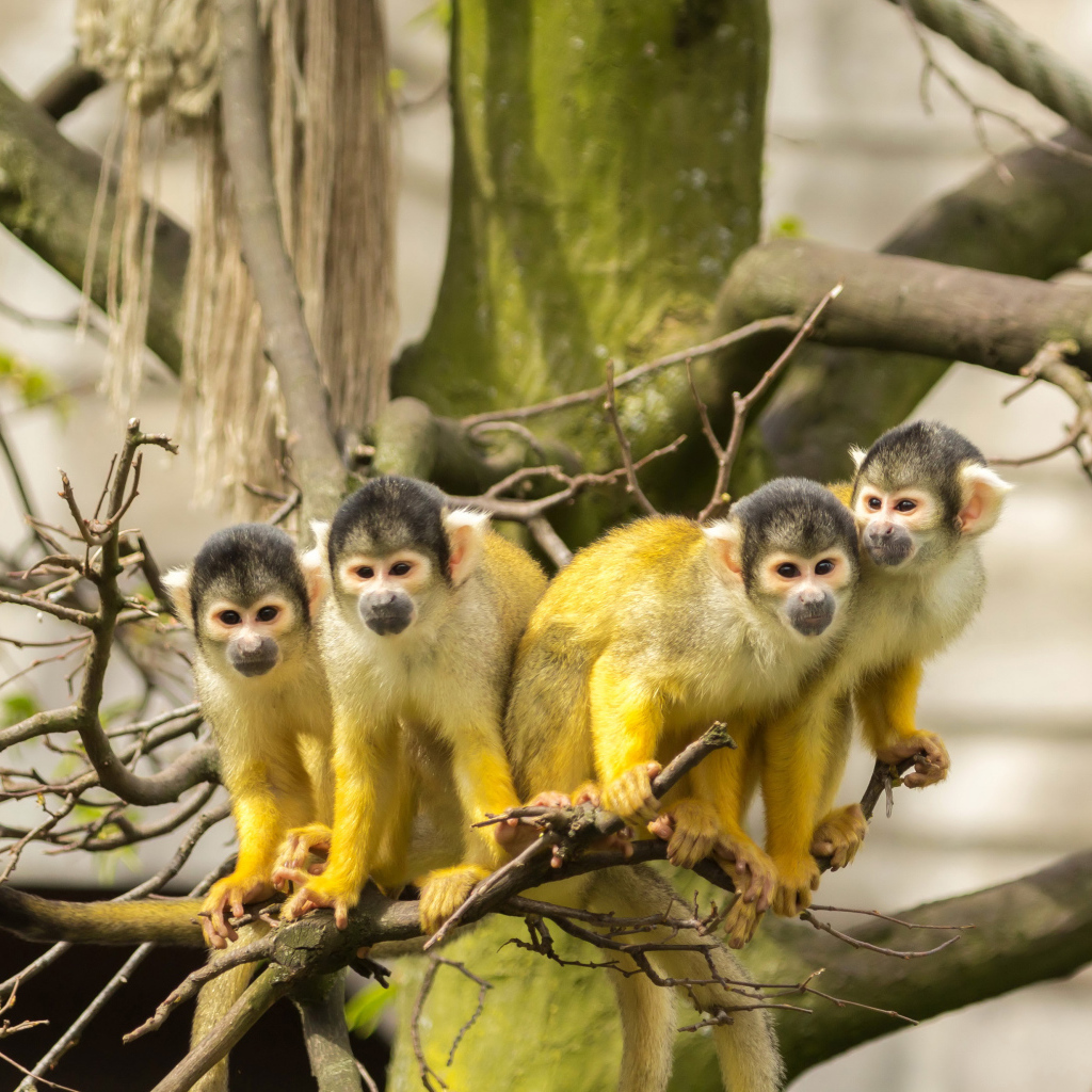 Четыре обезьянки породы Саймири на ветке