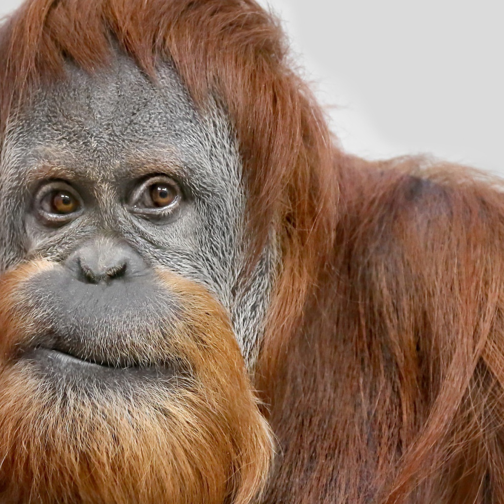 Взгляд большой самки орангутанга 