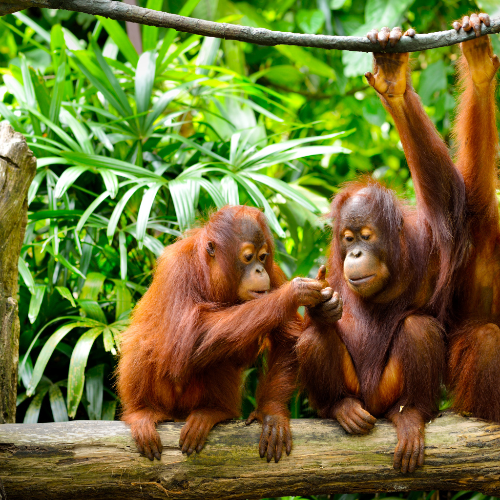 Семья орангутангов сидит на ветке