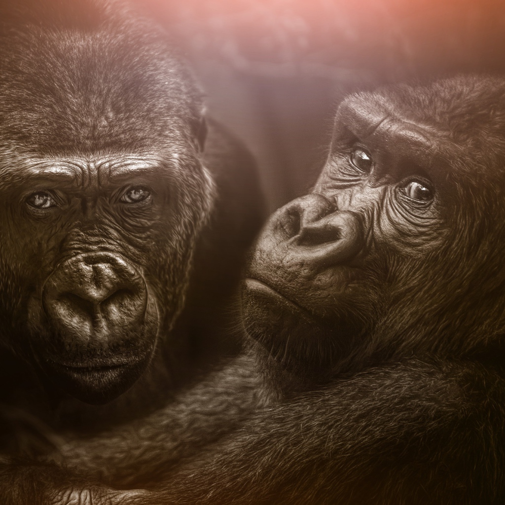 Две большие черные гориллы 