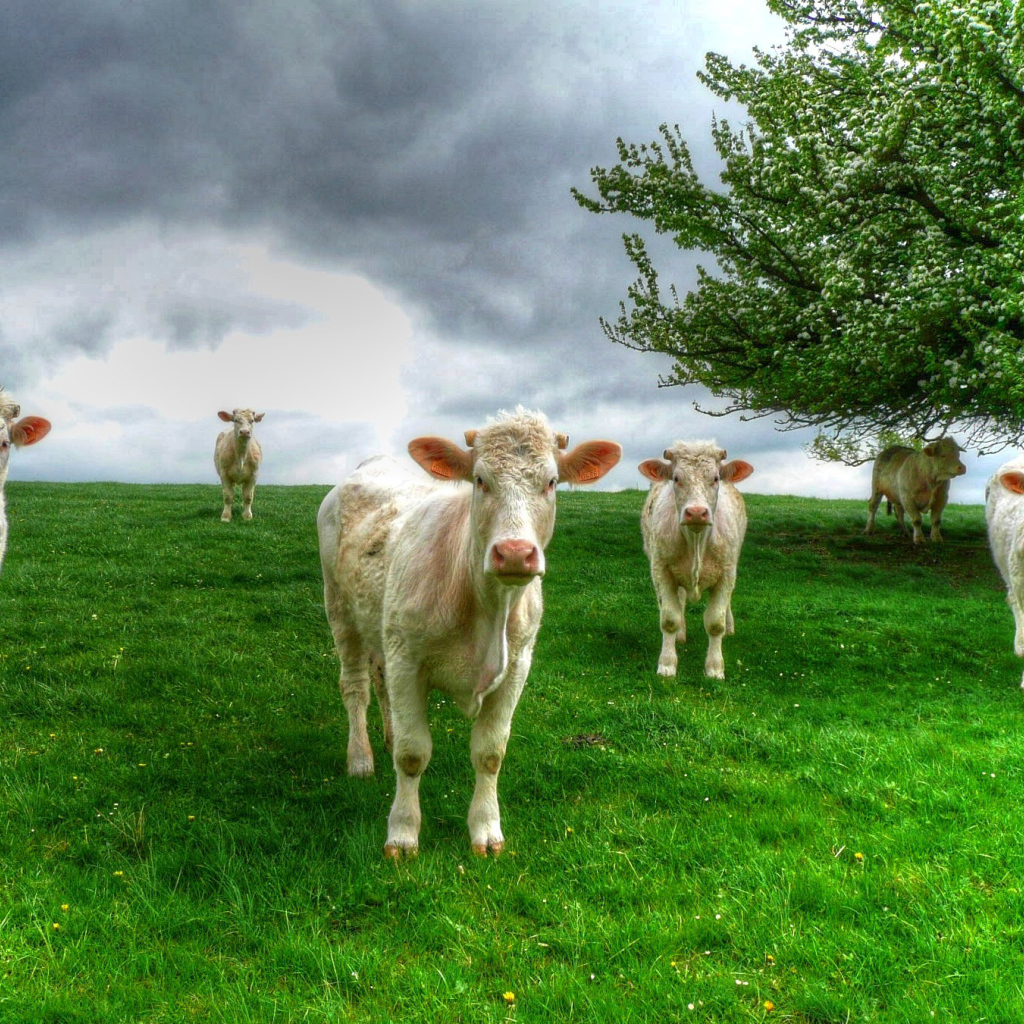 Белые коровы пасутся на зеленом лугу