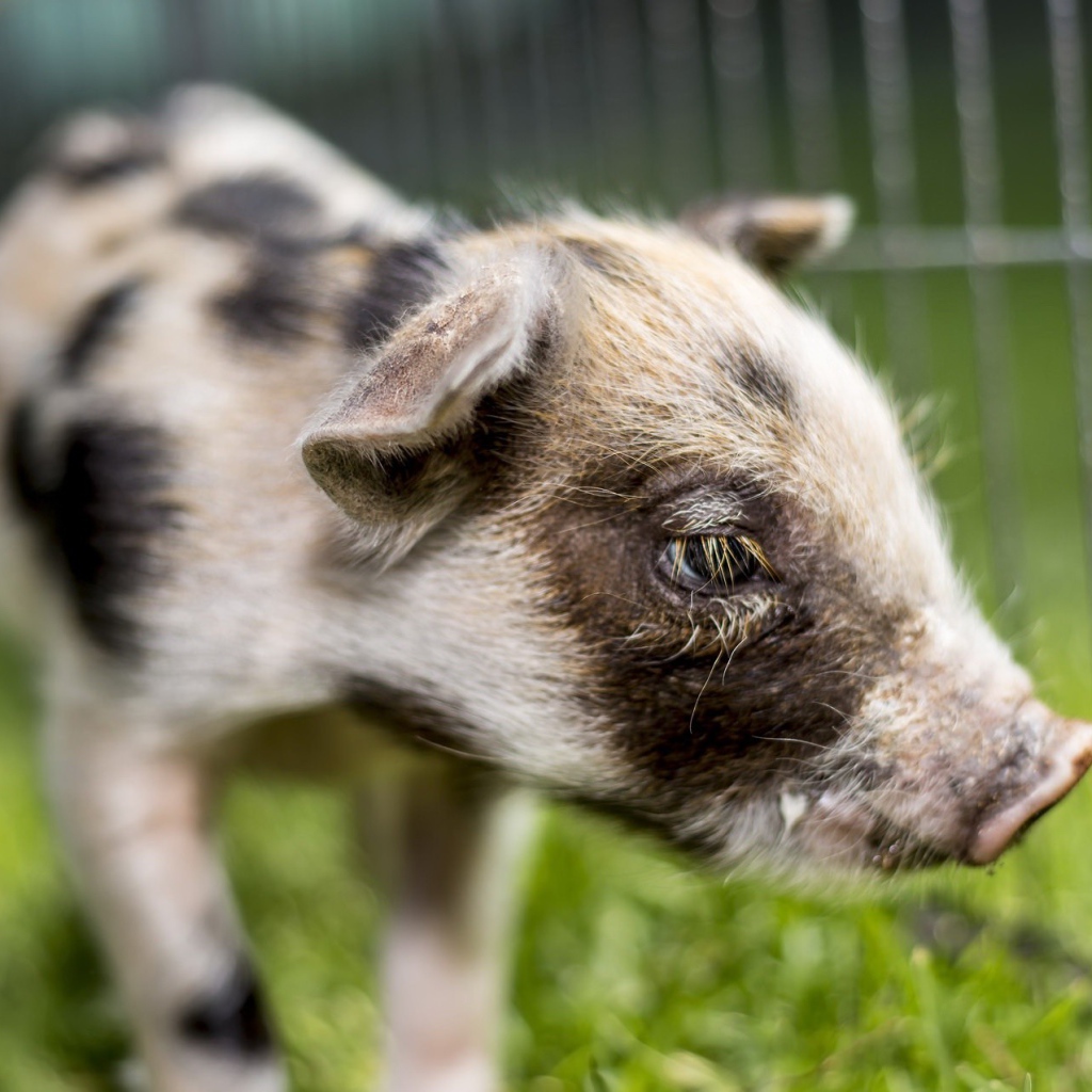 Маленький грустный поросенок 