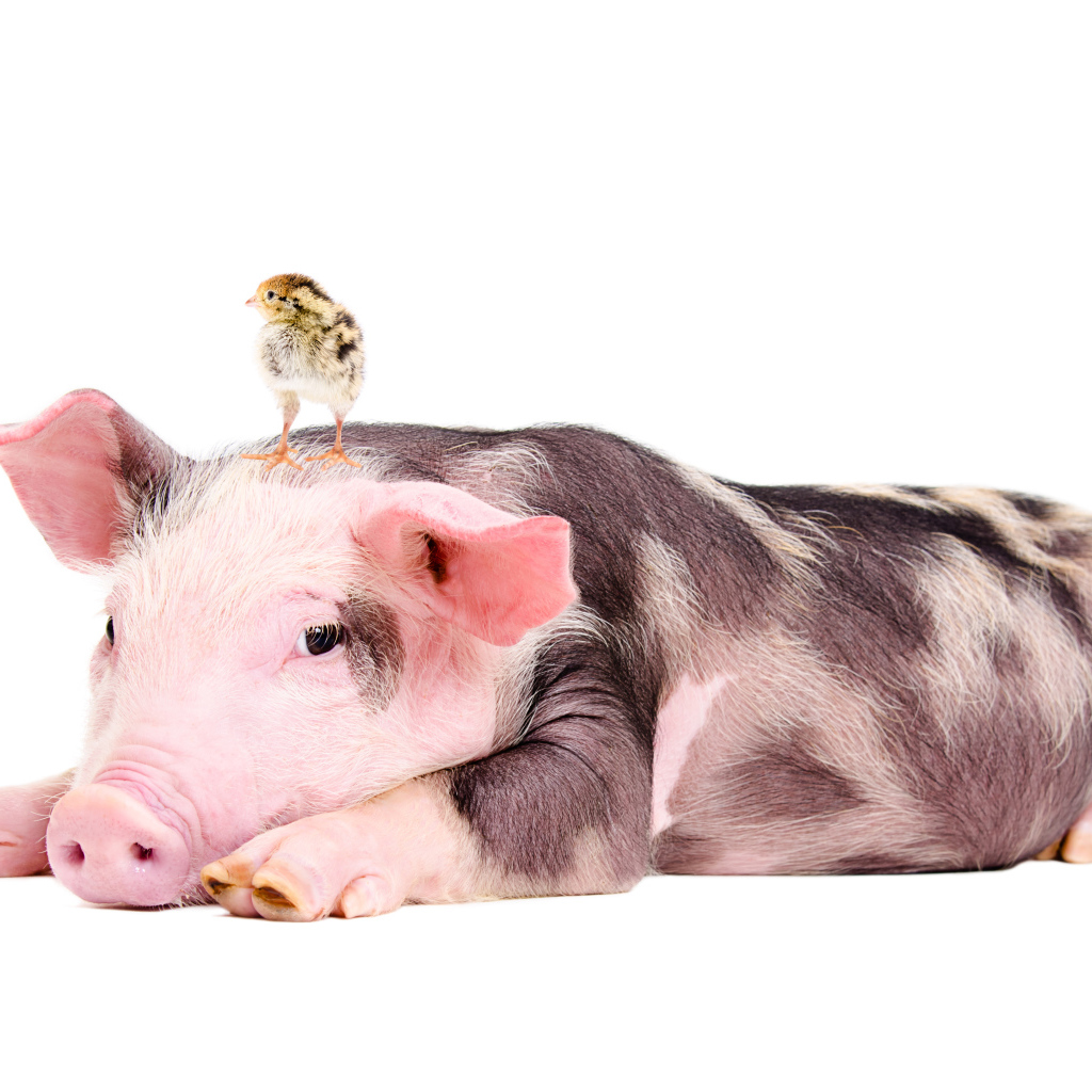 Забавный поросенок с цыпленком на голове 