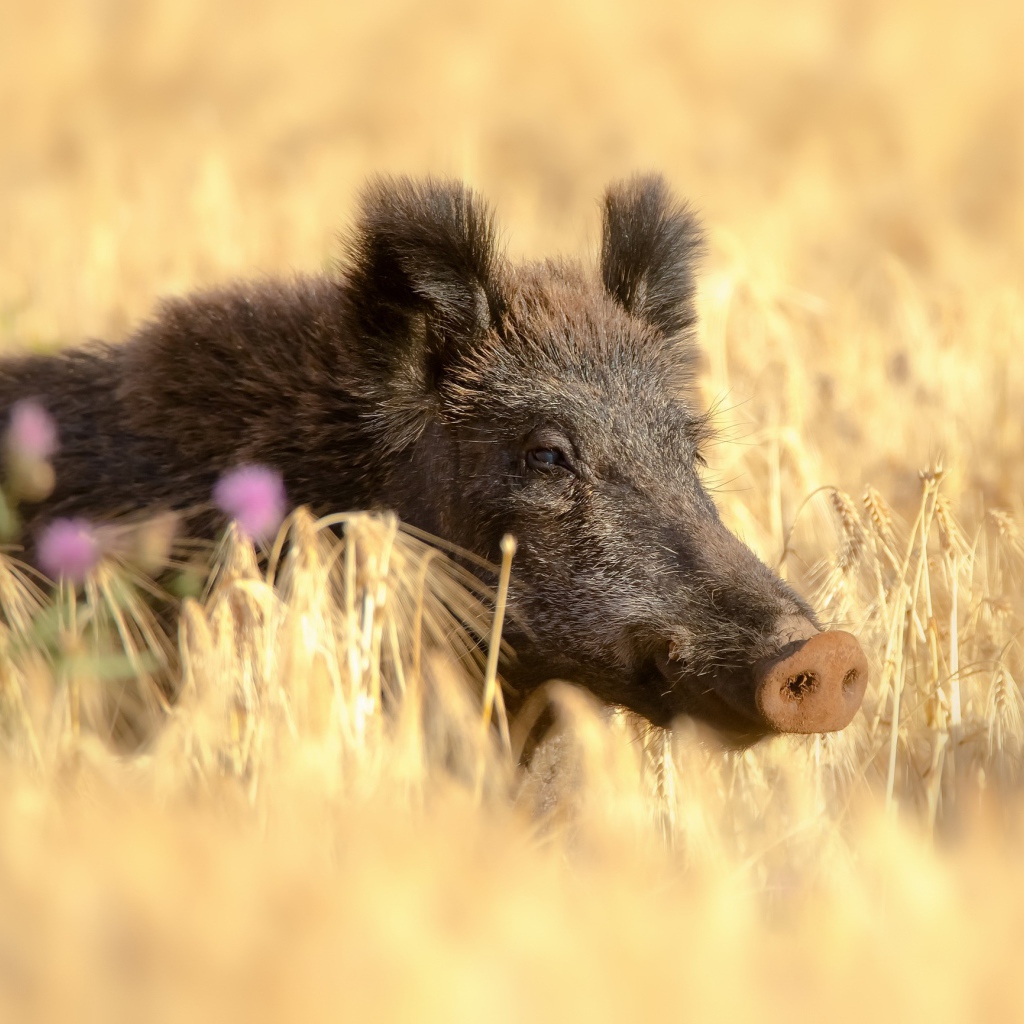 Большой дикий кабан в поле желтой пшеницы летом