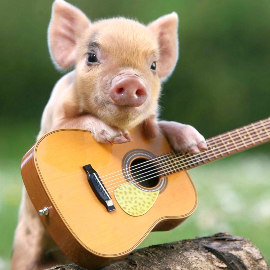 Маленький забавный поросенок с гитарой