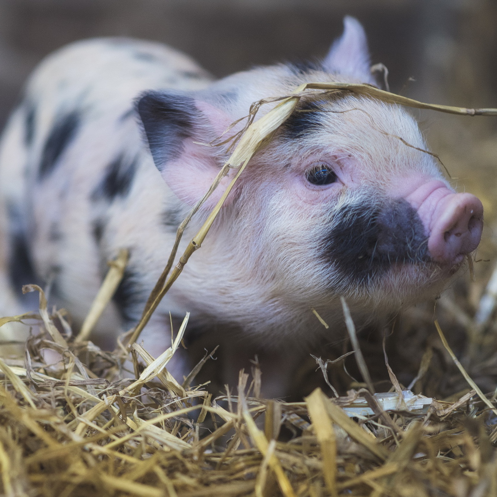 Маленькая домашняя свинка в соломе