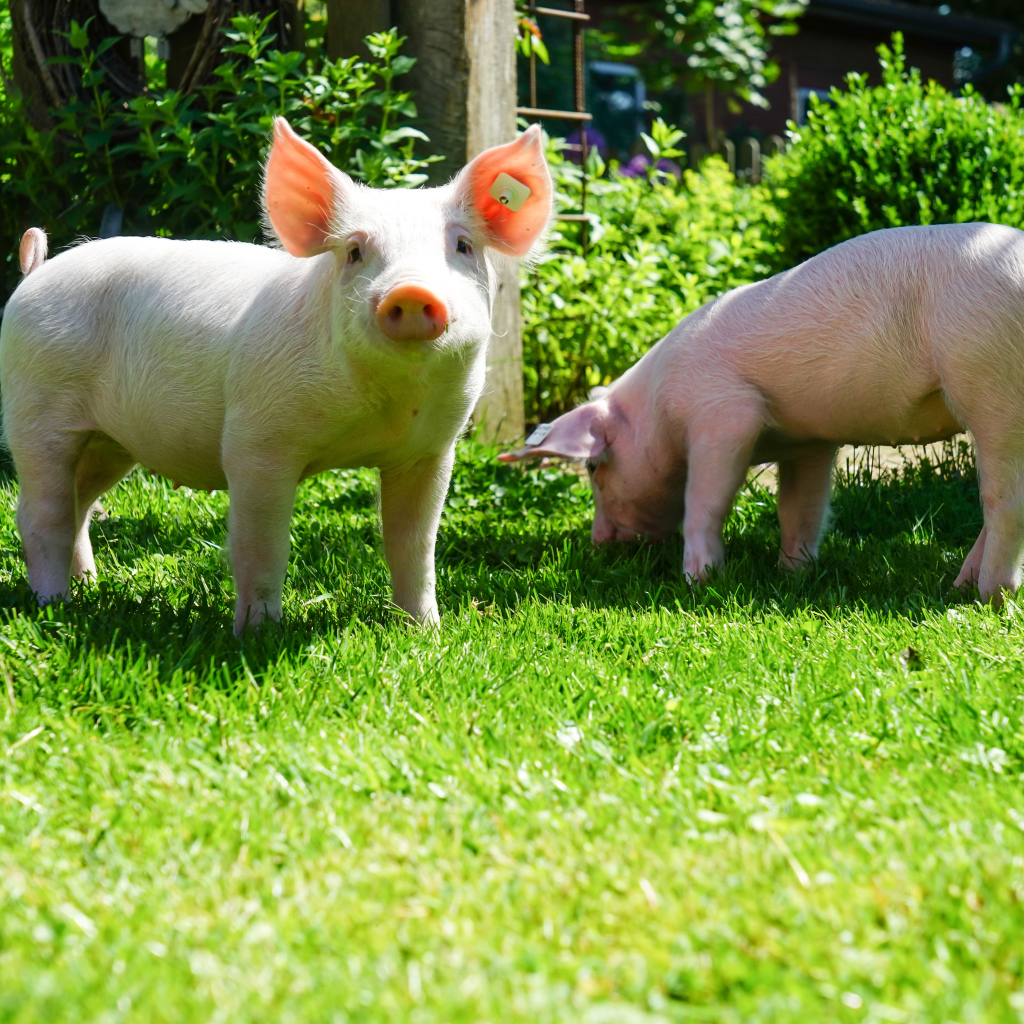 Два забавных розовых поросенка на зеленой траве