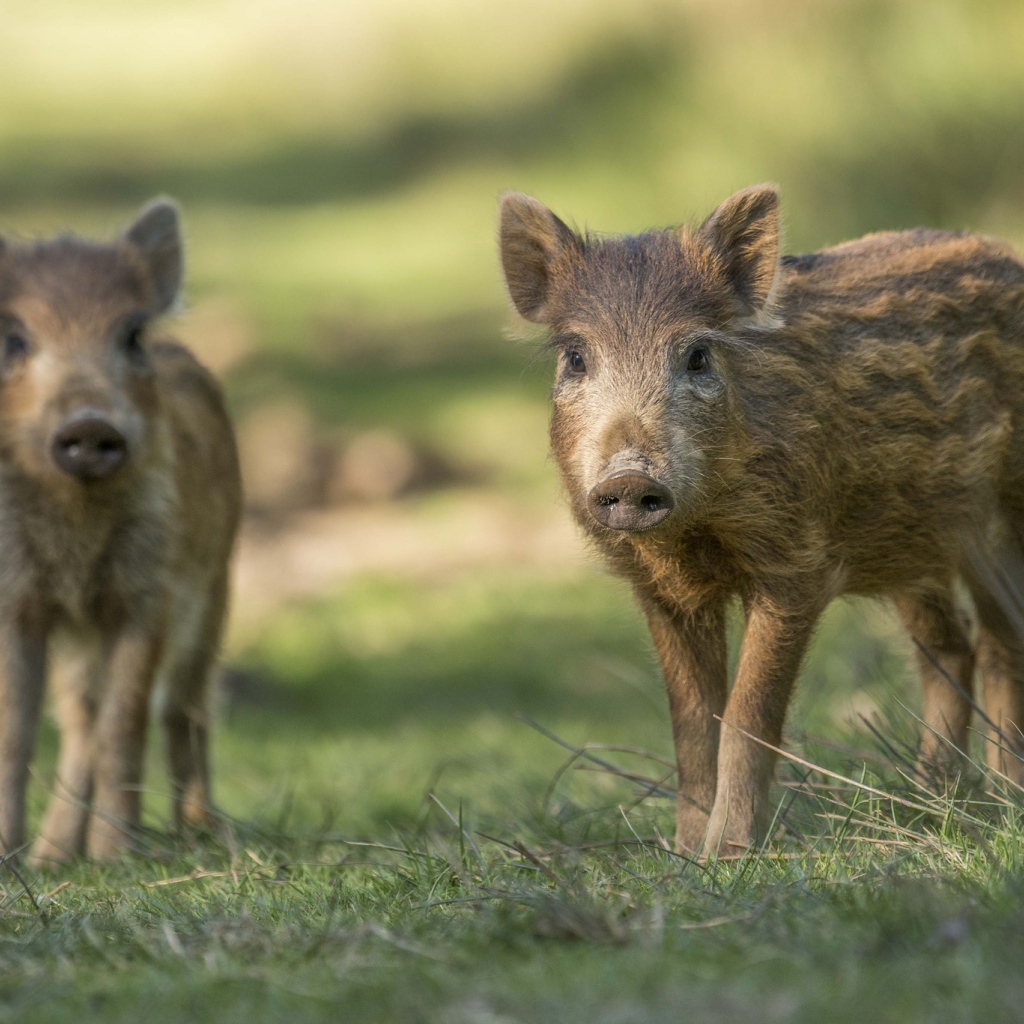Две маленькие дикие свиньи стоят на зеленой траве