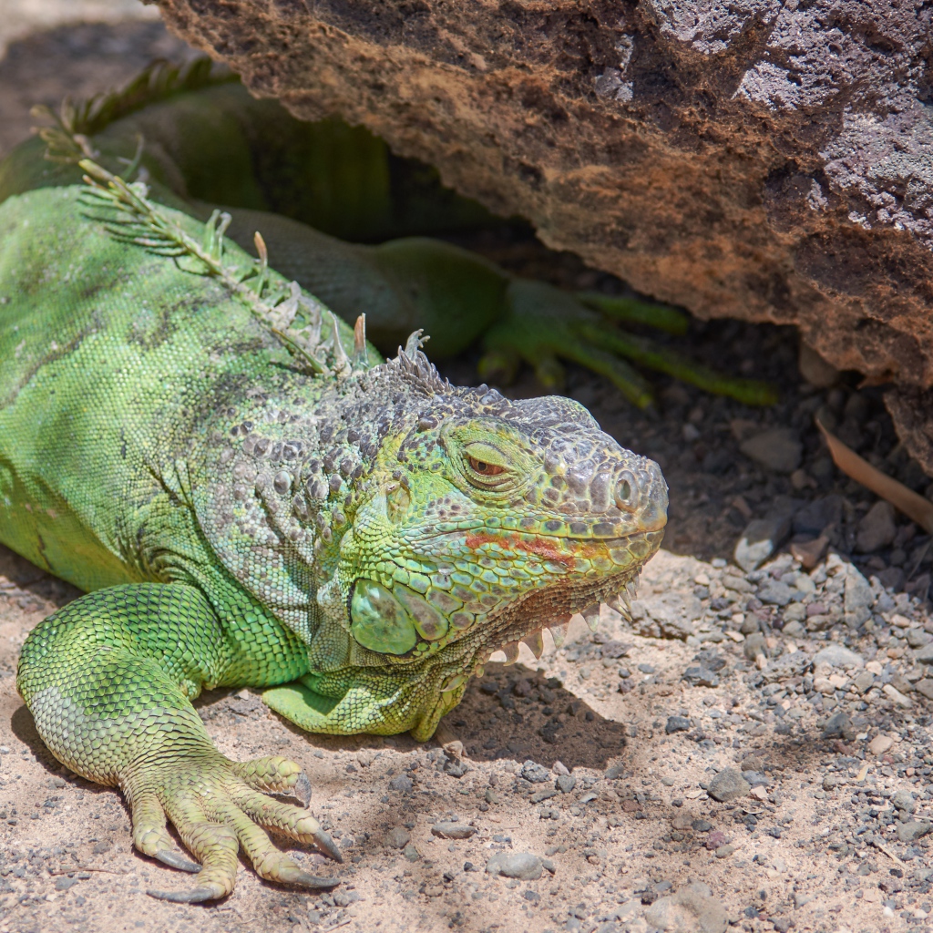 Большая зеленая игуана отдыхает на солнце
