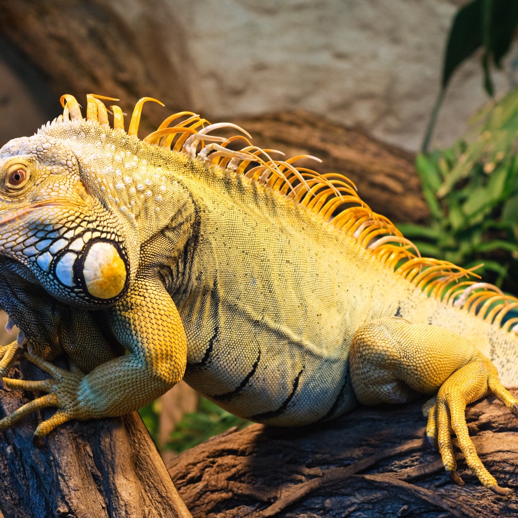 Большая игуана сидит на дереве