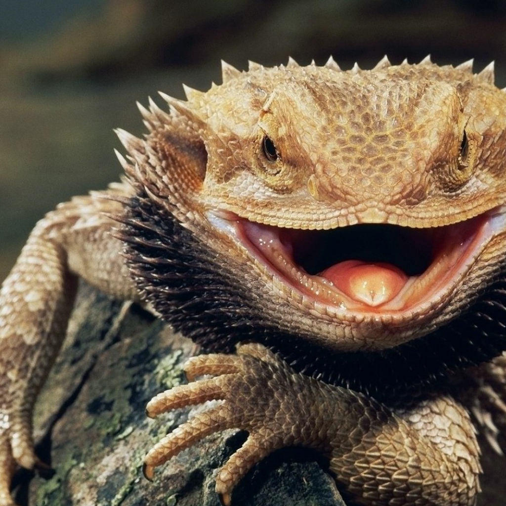 Бородатая ящерица с открытым ртом