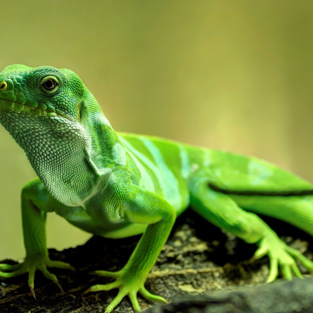 Красивая зеленая ящерица крупным планом 