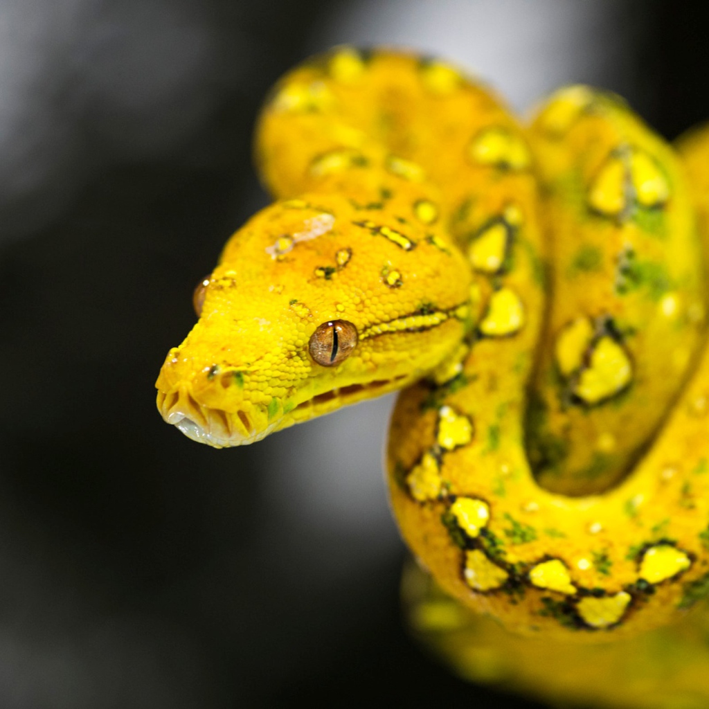 Красивая желтая змея