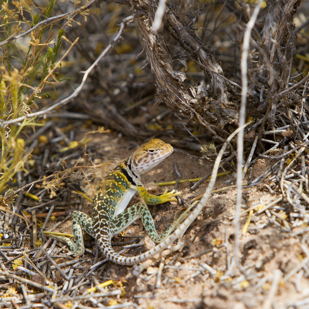 Ошейниковая пустынная игуана в сухих ветках