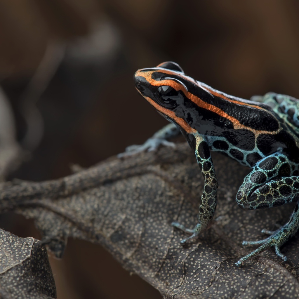 Лягушка сетчатый древолаз сидит на сухом листе