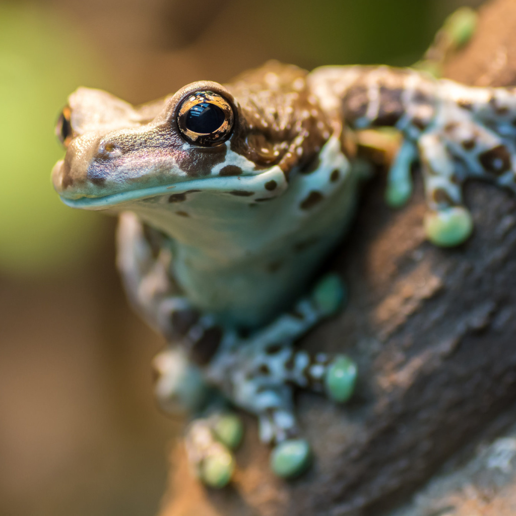Лягушка на дереве крупным планом 
