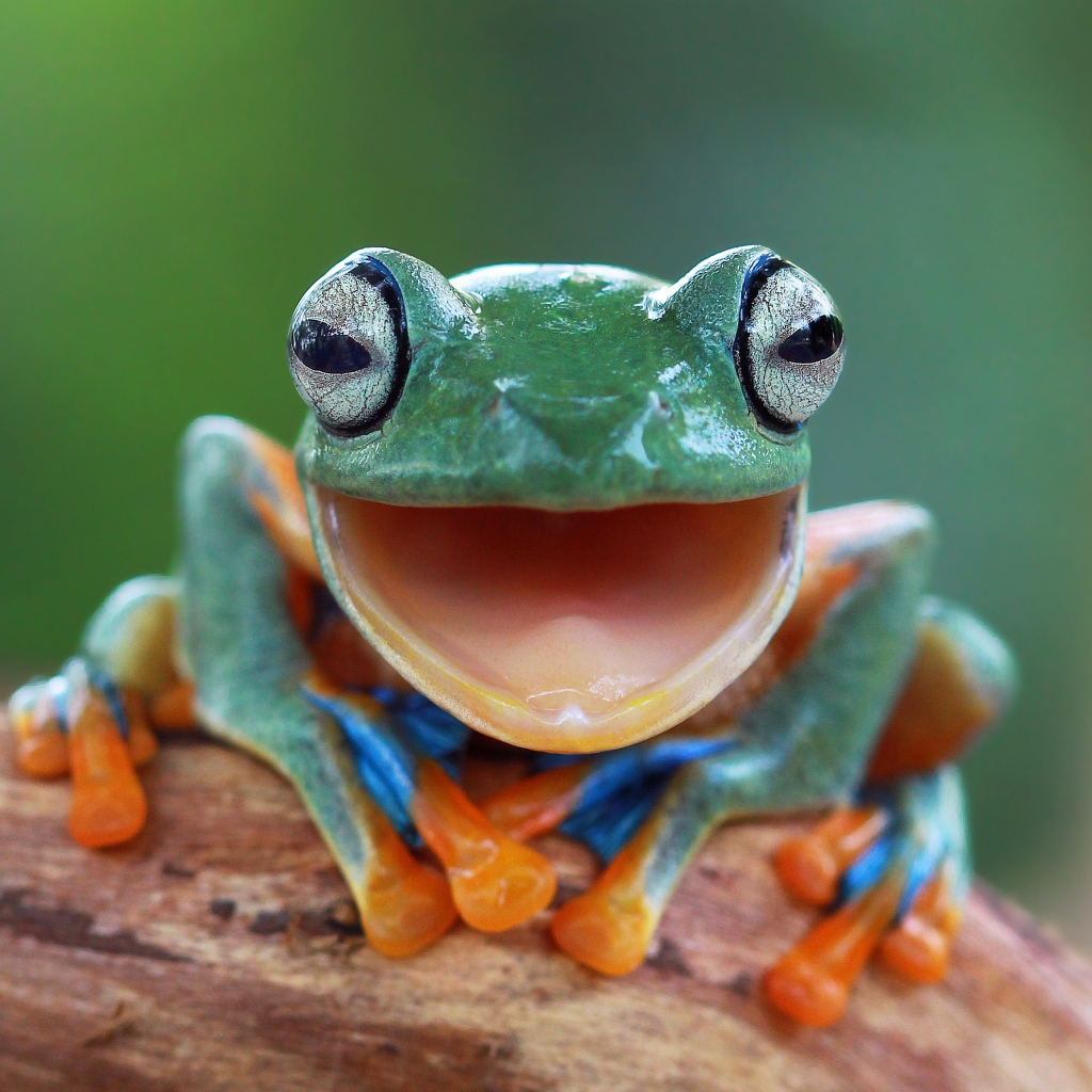 Забавная зеленая лягушка с открытым ртом