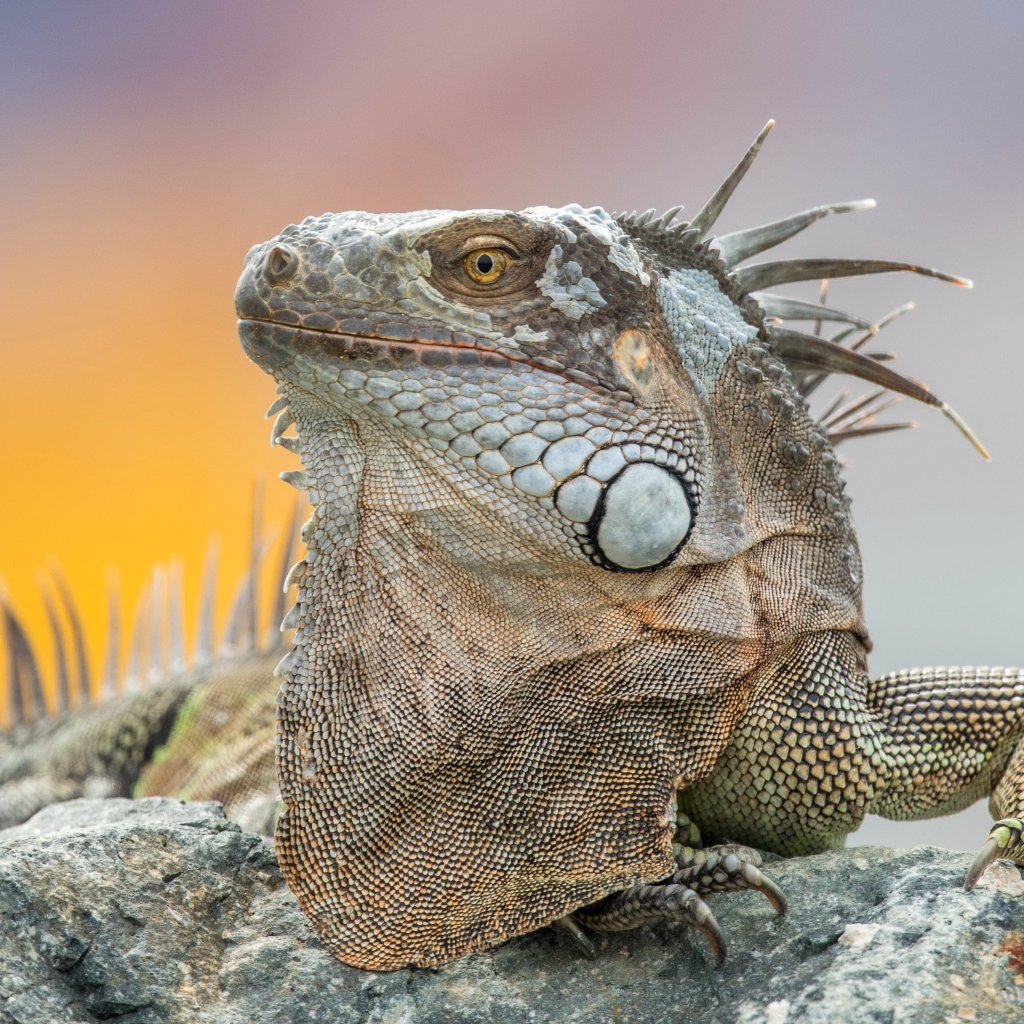 Серая игуана отдыхает на камне 
