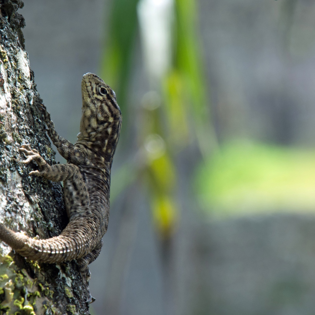 Серая ящерица на дереве 