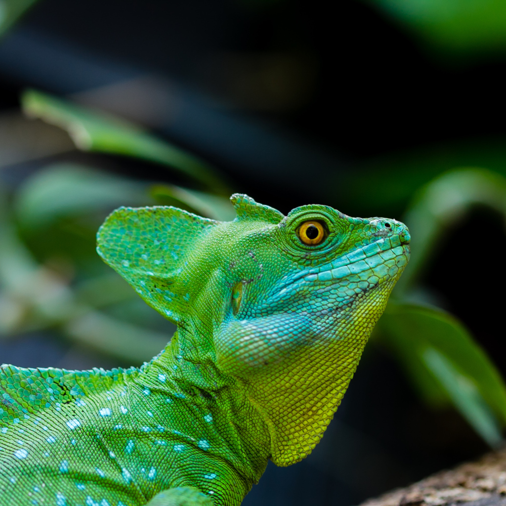 Зеленый ящер василиск с желтыми глазами 