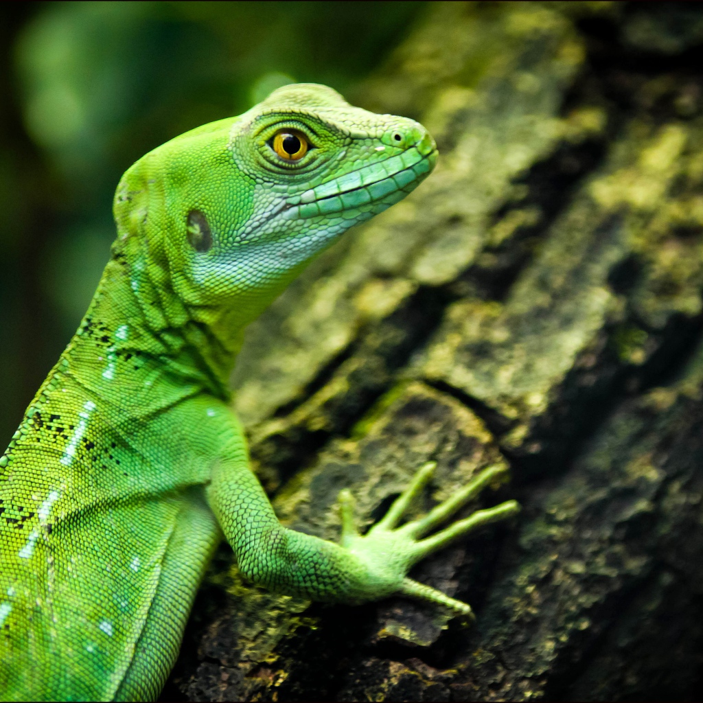 Зеленая ящерица с желтыми глазами на дереве 