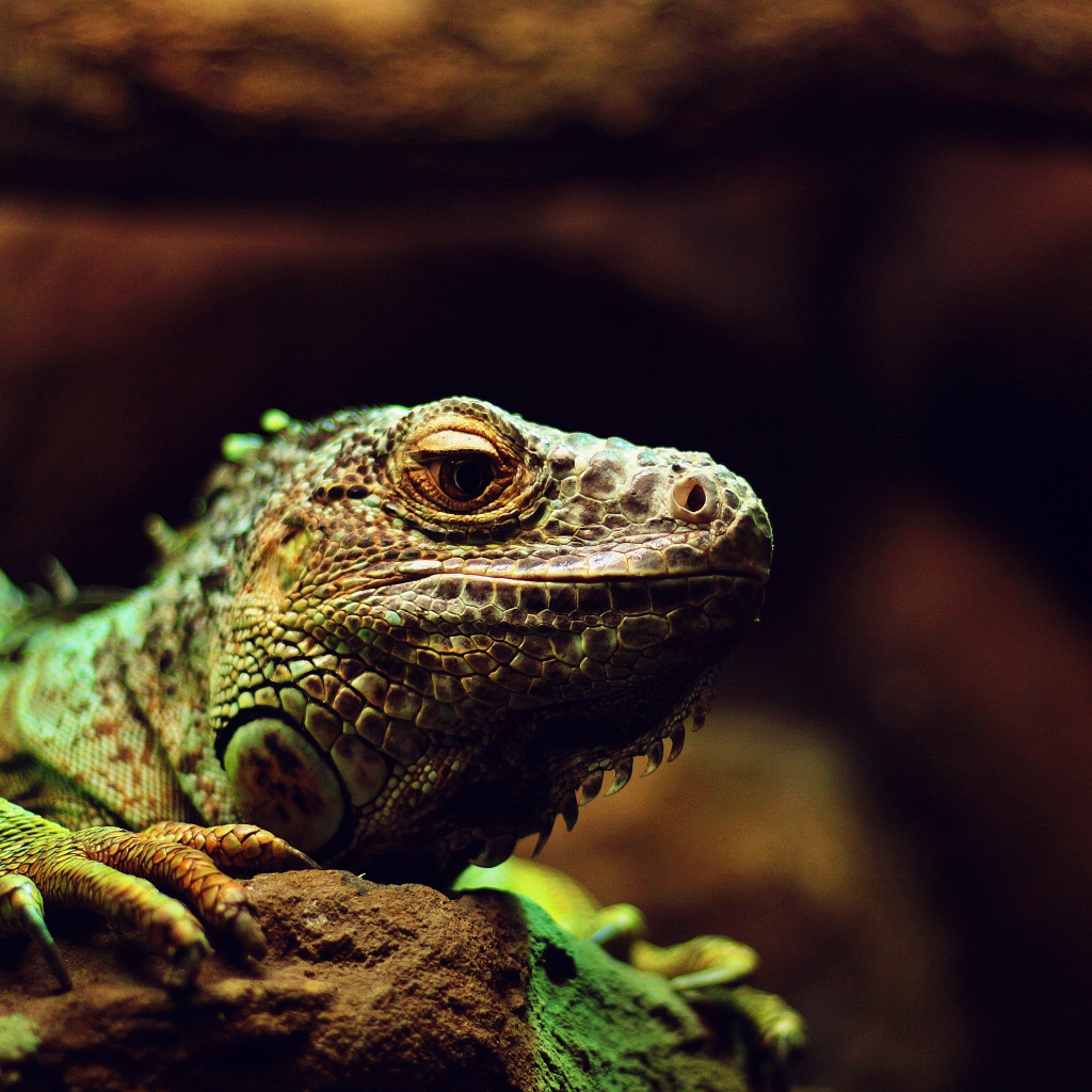 Большая зеленая игуана на камне 