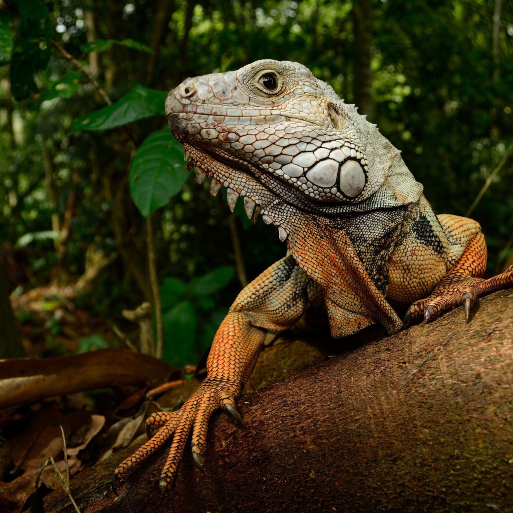 Большая игуана на стволе дерева