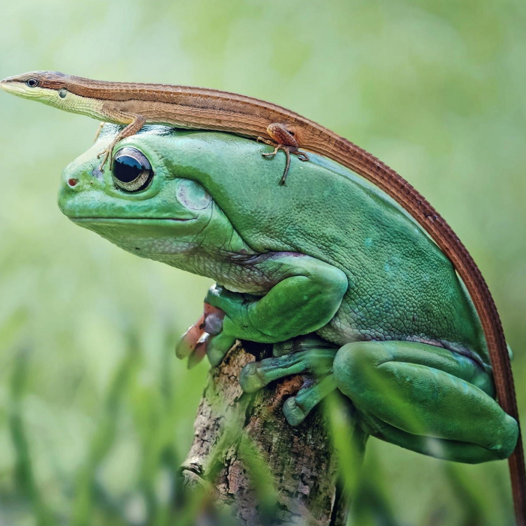 Ящерица сидит на большой зеленой лягушке 