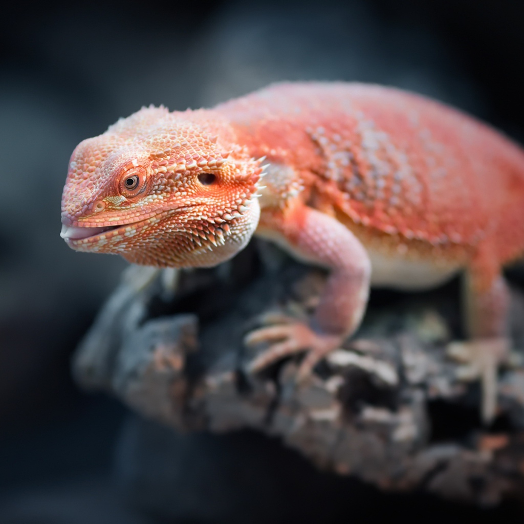 Оранжевая бородатая агама сидит на камне 