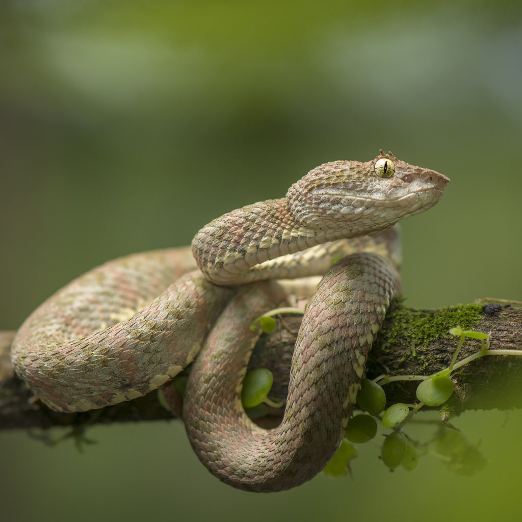 Ядовитая змея цепкохвостый ботропс Шлегеля на ветке дерева