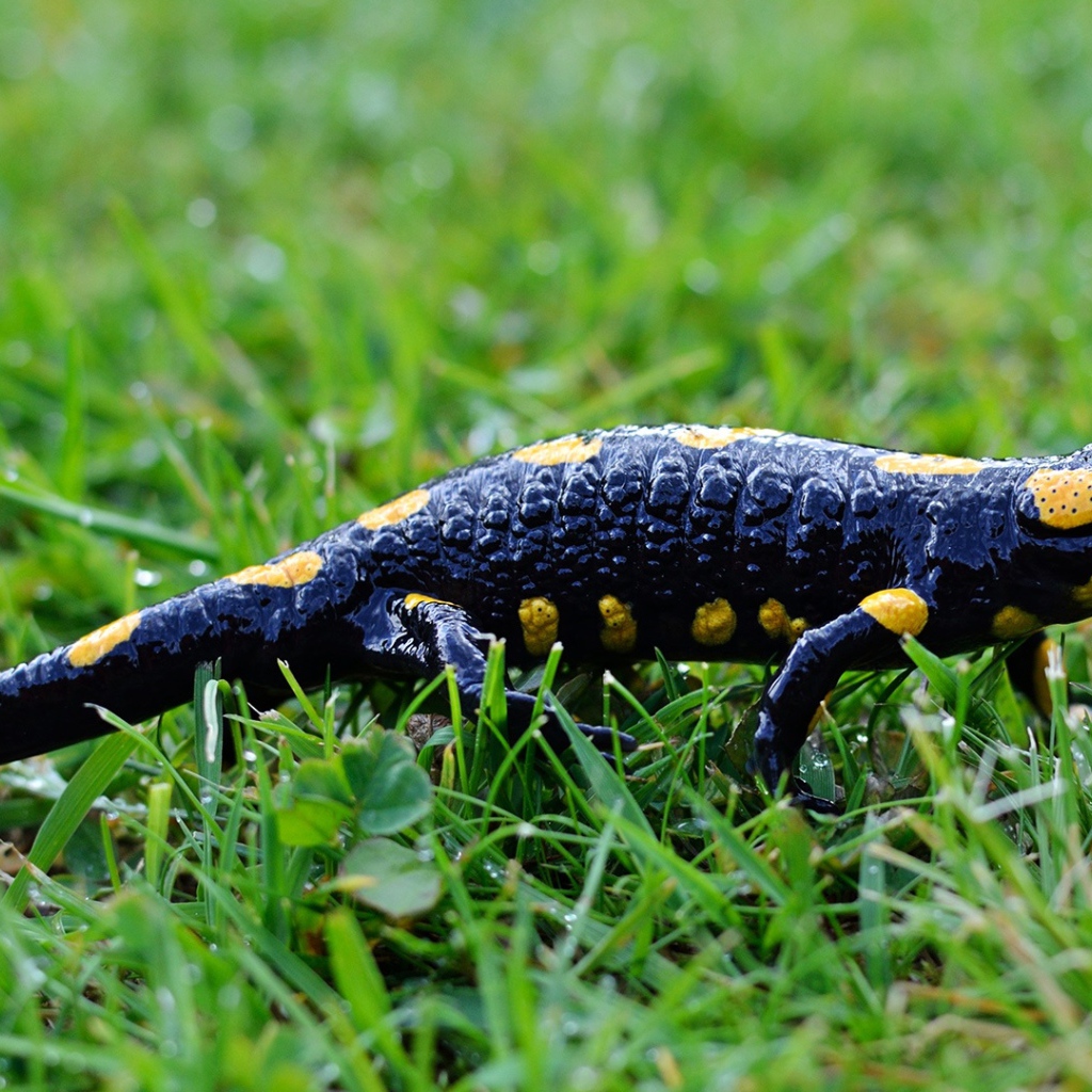 Саламандра на мокрой зеленой траве 
