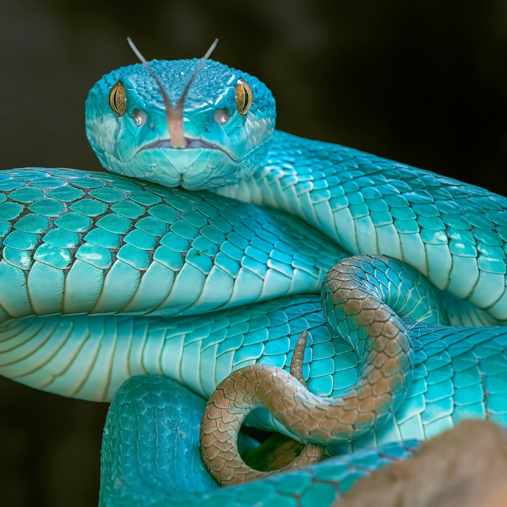Змея голубого цвета высунула язык