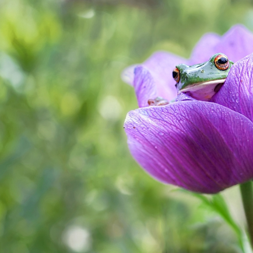 Лягушка сидит в сиреневом цветке 