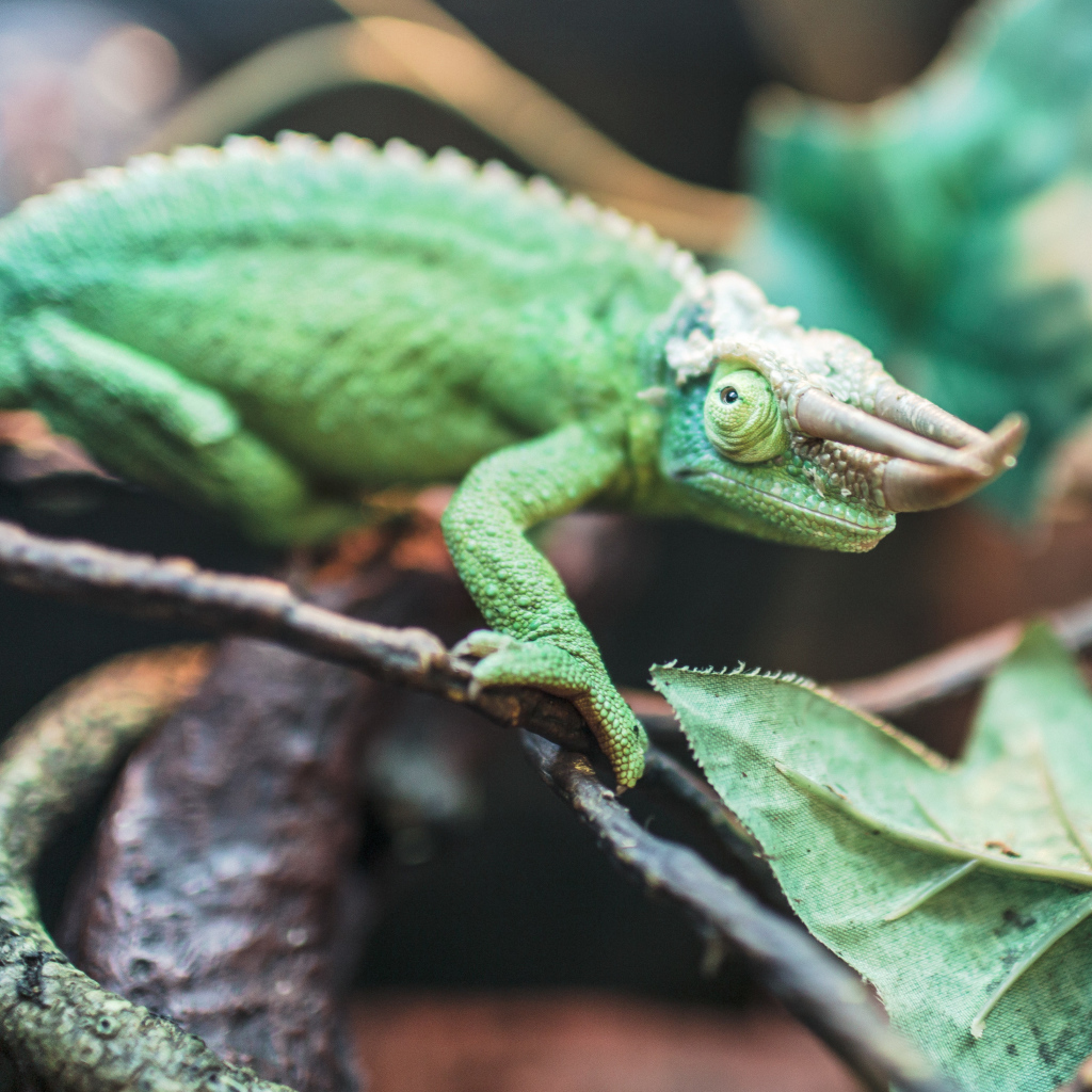 Зеленый хамелеон Джексона на ветке 