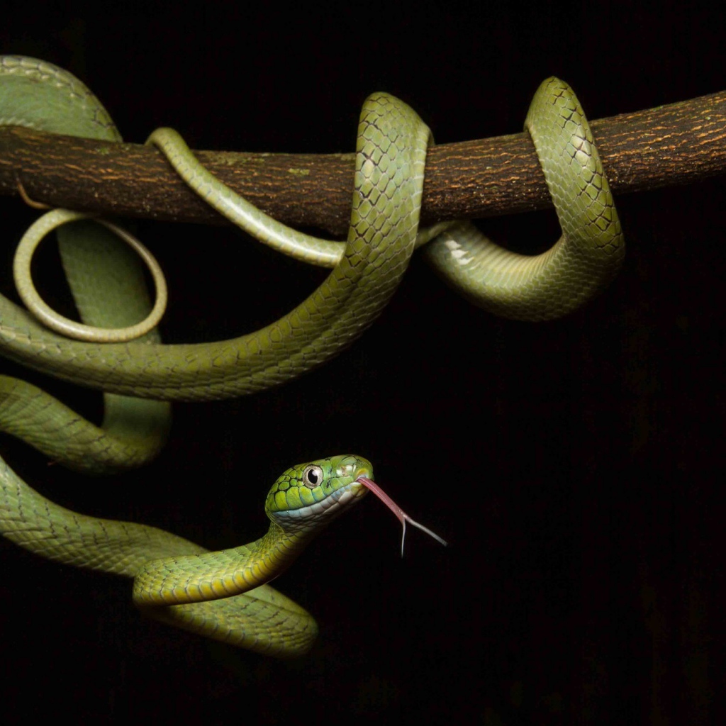 Зеленая змея с высунутым языком обвилась на ветке дерева