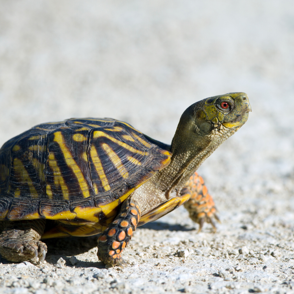 Черепаха идет по дороге 
