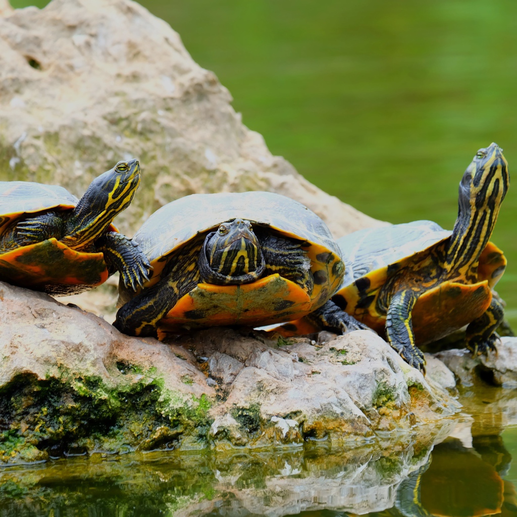 Три черепахи на камне у водоема 