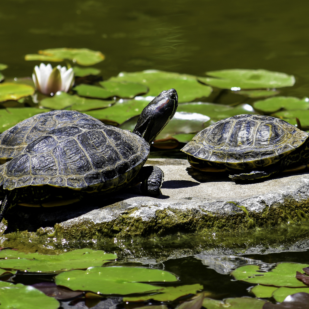 Две черепахи сидят на камне в водоеме