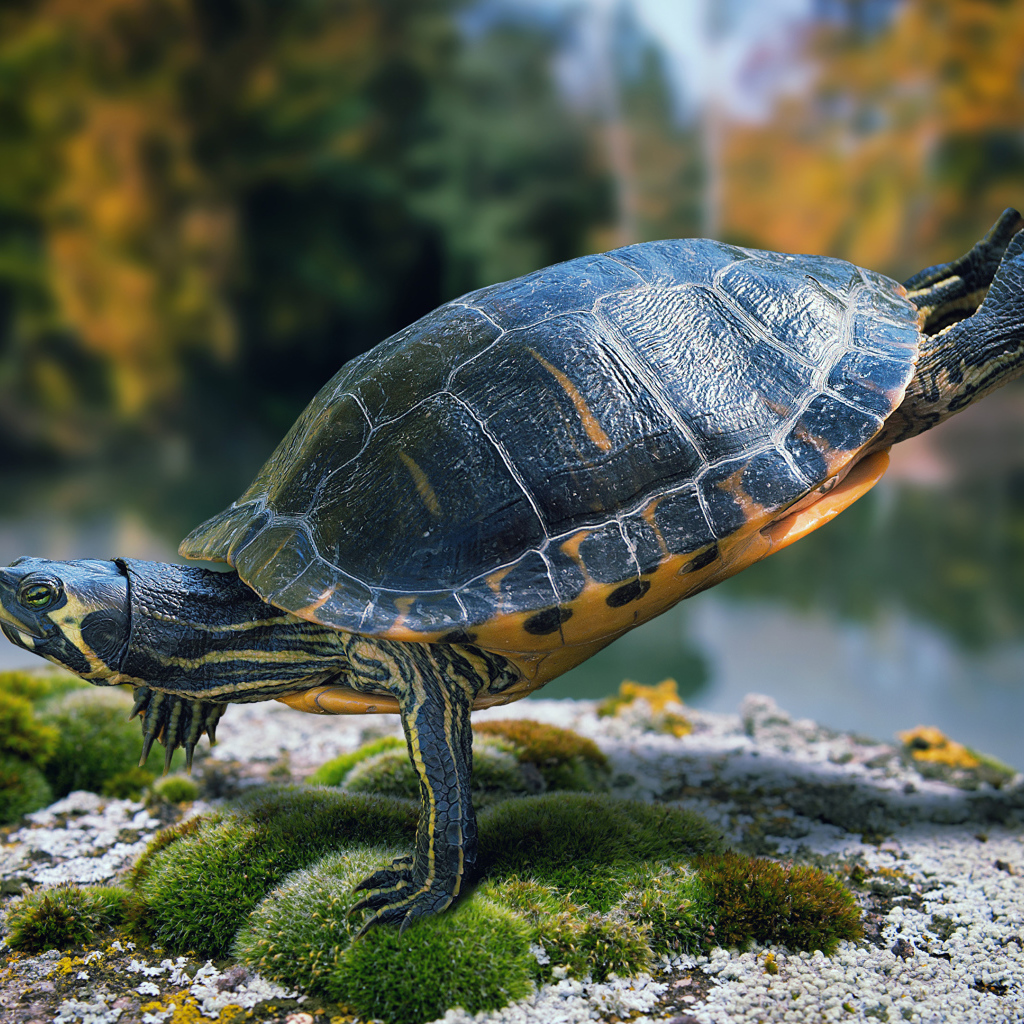 Красивая черепаха делает гимнастику на камне  