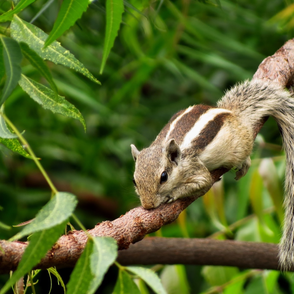 Маленький бурундук на ветке 