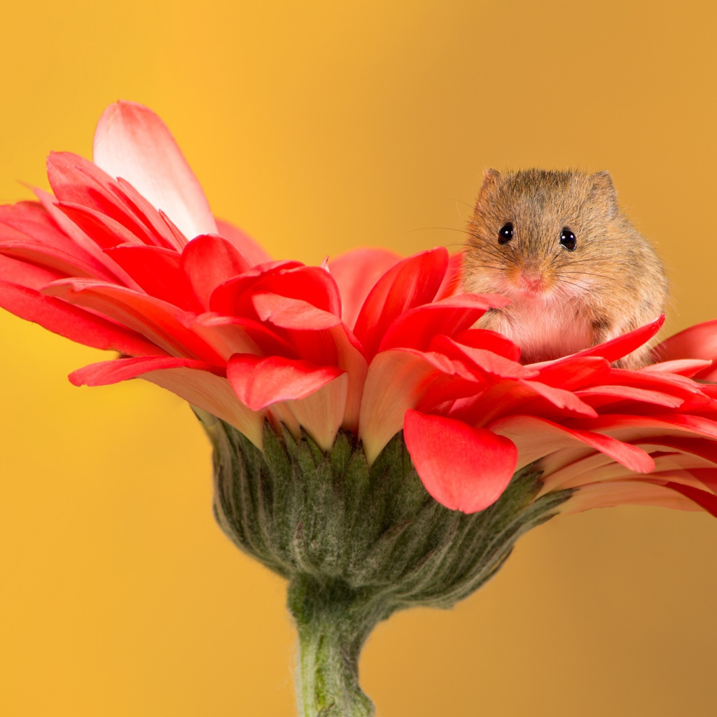 Маленький забавный мышонок сидит на красном цветке герберы