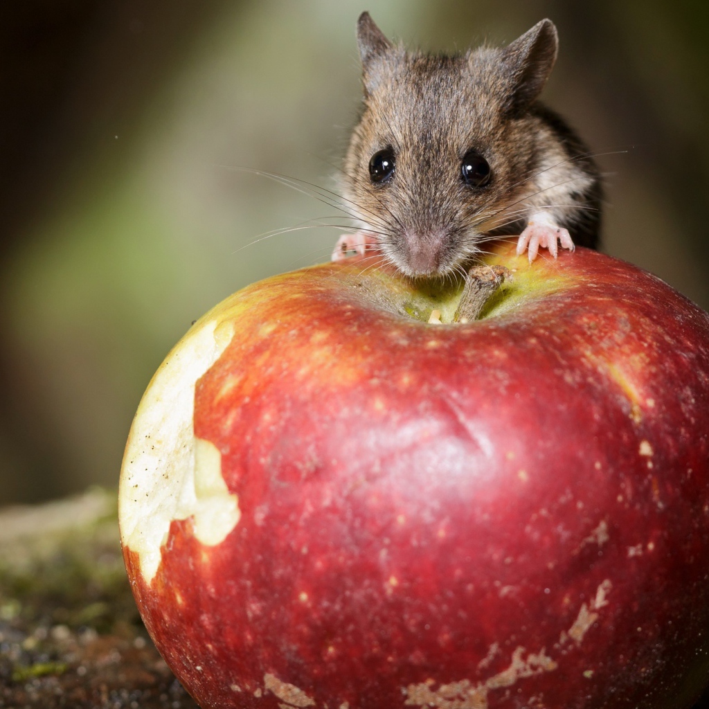 Маленький мышонок сидит на большом красном яблоке 