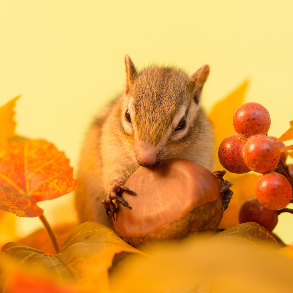 Маленькая рыжая белка грызет орех в желтых листьях