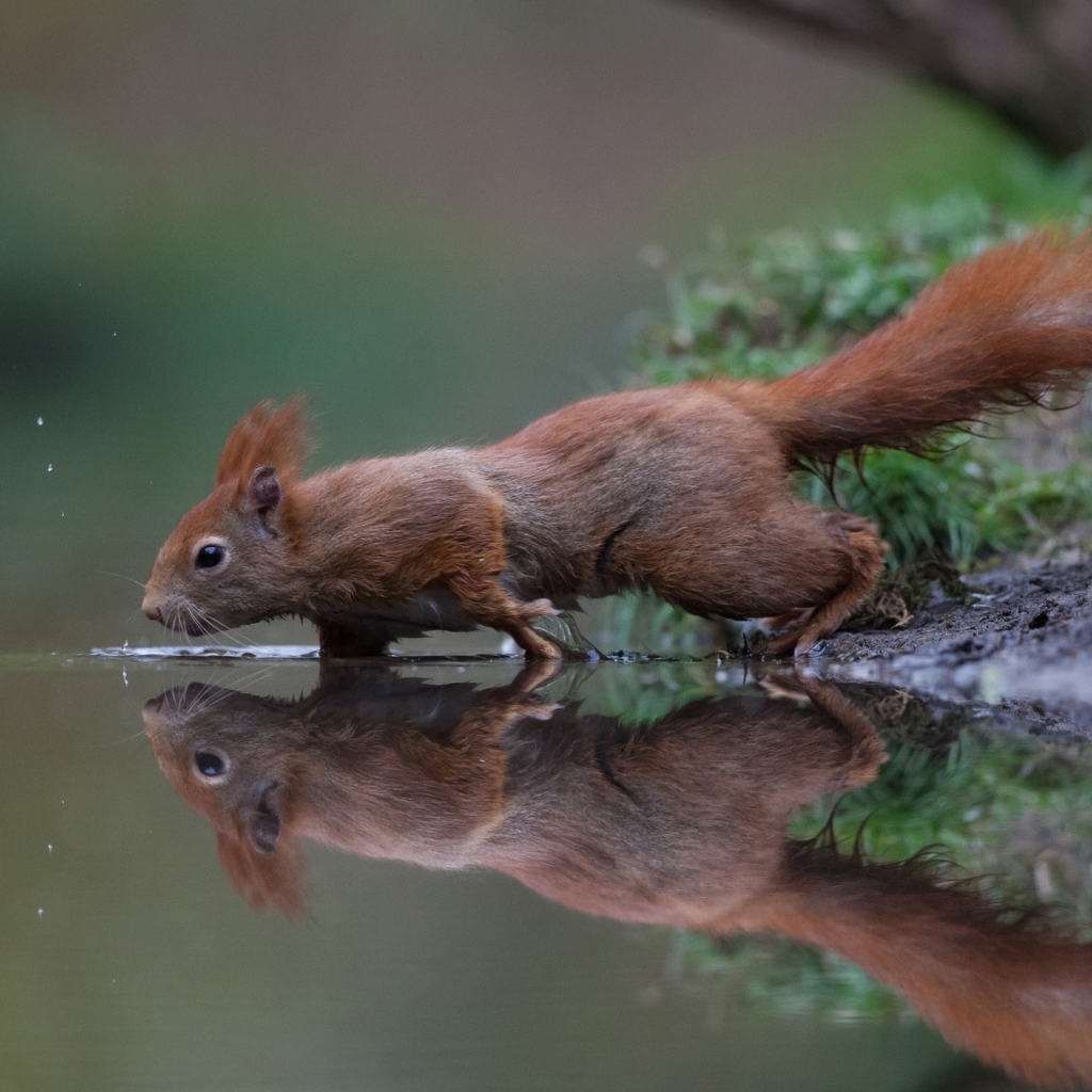 Маленькая рыжая белка у воды 
