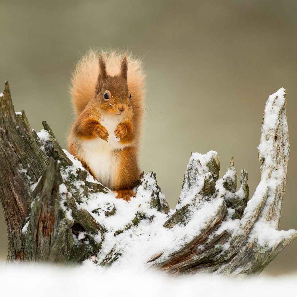 Маленькая рыжая белка сидит на заснеженной коряге 