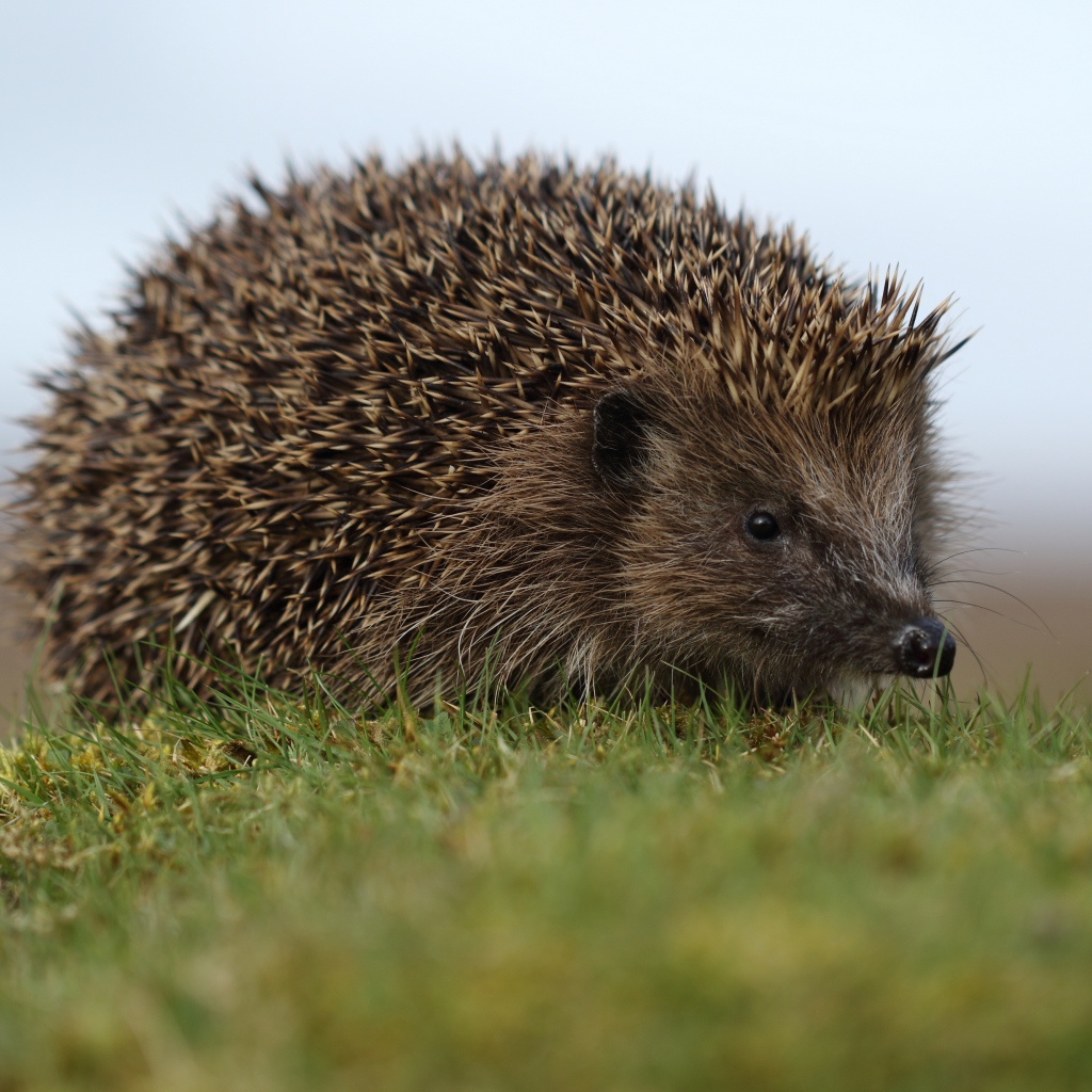 Большой колючий ежик в зеленой траве 