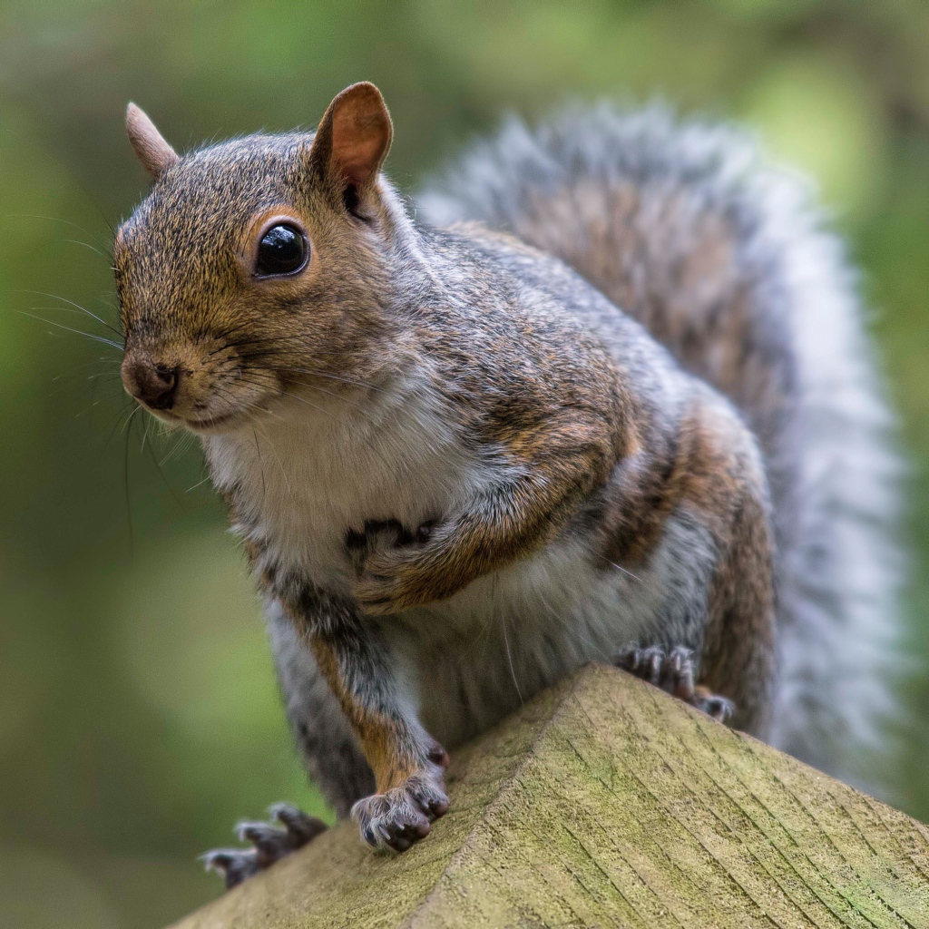 Забавная любопытная белка крупным планом