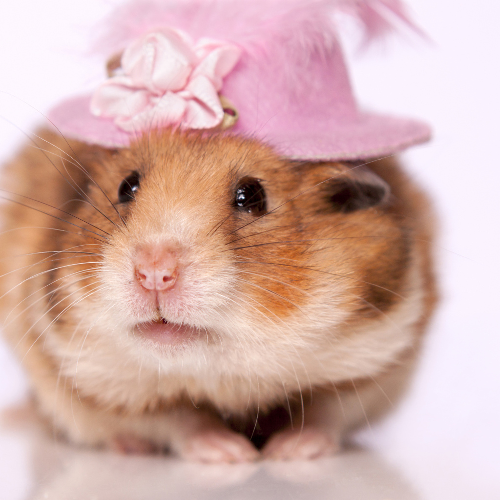 Забавный хомяк в шляпке на белом фоне