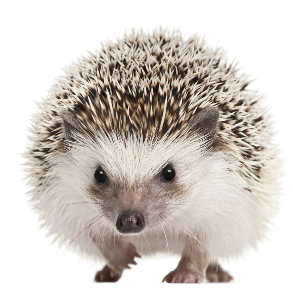 Забавный еж крупным планом на белом фоне