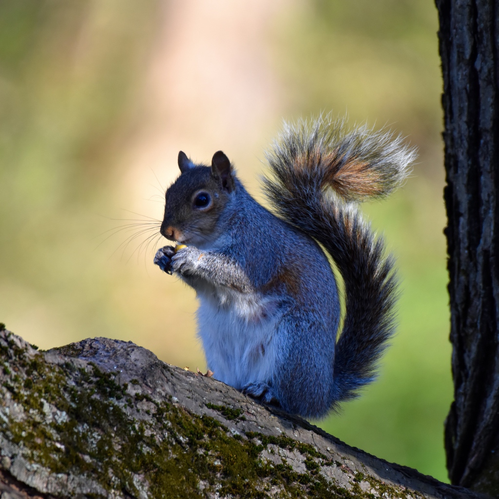 Маленькая белка с орехом на дереве 